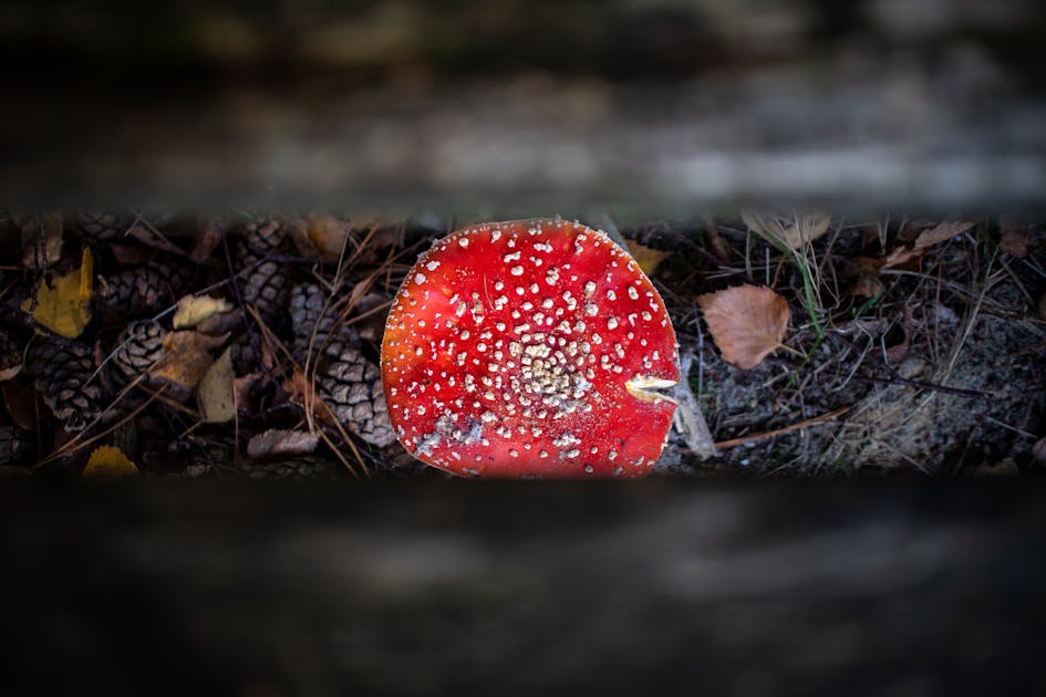 SimplePractice Pricing 2026: Which Plan Is Worth It for Therapists?